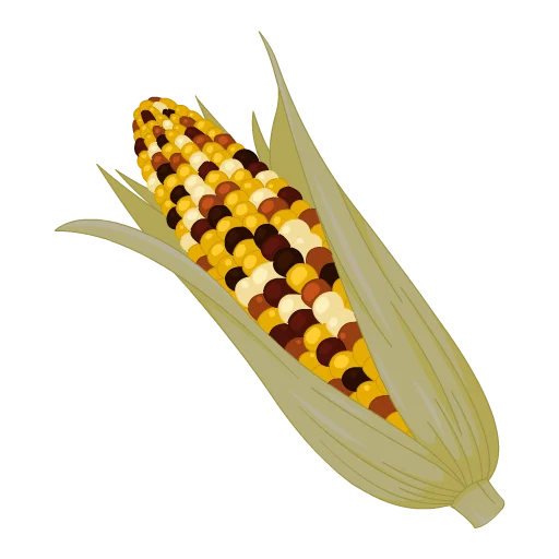 Corn On The Cob