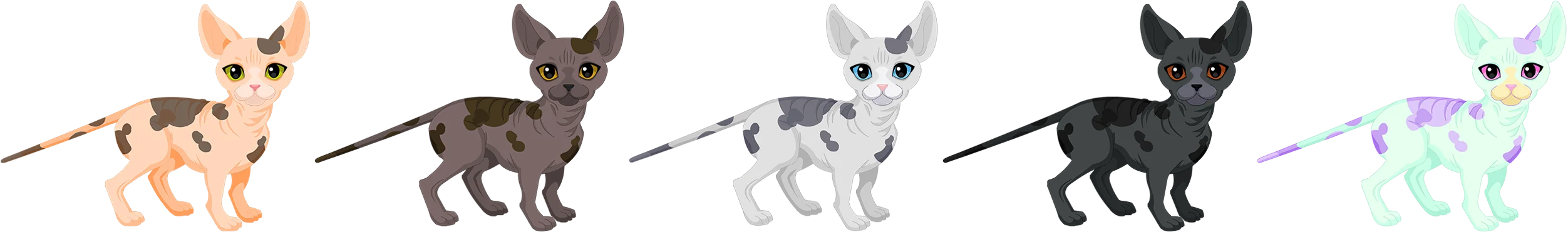 Sphinx Kitten